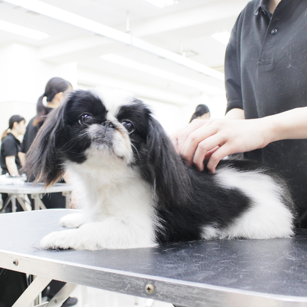 ２年生の動物看護実習